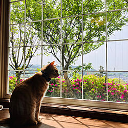 部屋全体/窓辺の風景/出窓のある暮らし/猫日向ぼっこスペース/庭のある暮らし...などのインテリア実例 - 2024-04-17 10:44:10