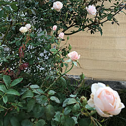 薔薇のある庭/薔薇が好き/にわのある暮らし/玄関/入り口のインテリア実例 - 2020-11-09 15:22:20