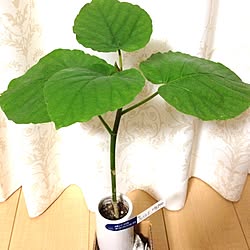 植物のインテリア実例 - 2013-05-29 23:53:25