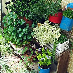 玄関/入り口/ガーデニング/ジャンクガーデン/花のある暮らし/多肉植物...などのインテリア実例 - 2017-05-02 21:52:17