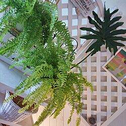 壁/天井/ほっとする空間/ラタン/木製家具/観葉植物のある暮らし...などのインテリア実例 - 2017-05-24 17:02:20