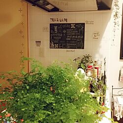 観葉植物♡/100均/キッチンのインテリア実例 - 2015-12-26 20:42:14