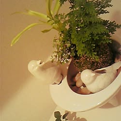 バス/トイレ/雑貨/植物/一人暮らしのインテリア実例 - 2014-03-29 15:55:58