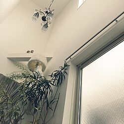 壁/天井/植物/アンティーク/照明のインテリア実例 - 2016-10-30 09:44:18