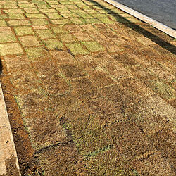 芝生計画/芝生の庭/芝生のある家/芝生のある暮らしのインテリア実例 - 2022-05-22 16:32:32