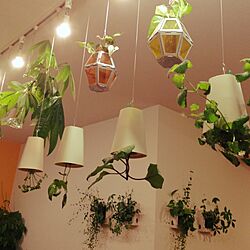 壁/天井/NO GREEN NO LIFE/植物のある部屋/吊るすの大好き/スカイプランター...などのインテリア実例 - 2014-05-08 23:20:08