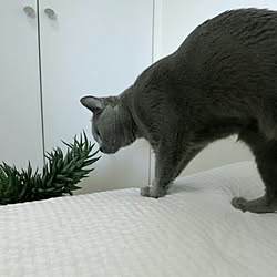 ベッド周り/ねこ/ねこのいる風景/ねこと暮らす。のインテリア実例 - 2016-06-29 10:20:19