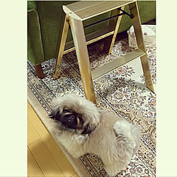 lucano/犬/pekingese/pet/step stool...などのインテリア実例 - 2021-12-18 00:09:31