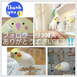 棚/棚DlY/オカメインコマット/オカメインコのいる暮らし/オカメインコ(•ө•)♡...などのインテリア実例 - 2019-04-24 18:38:25