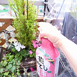 玄関/入り口/ガーデニング/花のある暮らし/害虫対策/アースガーデン...などのインテリア実例 - 2024-04-07 13:52:14