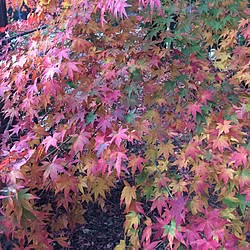 胡宮神社/部屋全体ではありません┏O )) のインテリア実例 - 2014-11-30 14:12:31