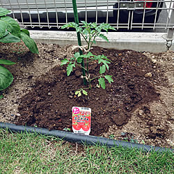 玄関/入り口/家庭菜園/ミニトマト栽培/夏野菜植え付け/成長が楽しみ...などのインテリア実例 - 2022-04-28 10:42:34