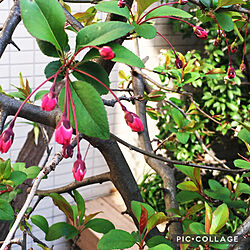 鉢植え/良い天気/お花見/濃いピンク/可愛い...などのインテリア実例 - 2021-03-14 15:33:52