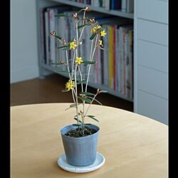 リビング/植物のインテリア実例 - 2013-03-17 13:27:29