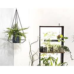 壁/天井/中古住宅/DIY/植物を飾る/漆喰DIYのインテリア実例 - 2017-02-23 16:31:04