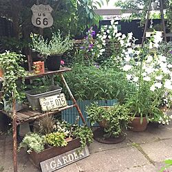キッチン/植物/ガーデン/ジャンクガーデン/お庭...などのインテリア実例 - 2016-05-26 15:43:34