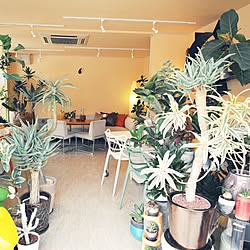 部屋全体/植物/観葉植物/事務所/アテナータ...などのインテリア実例 - 2016-05-27 13:12:25