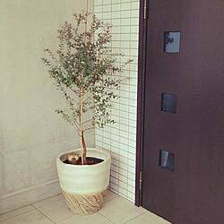 玄関/入り口/ユーカリ/植物のインテリア実例 - 2016-03-14 15:41:00