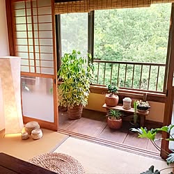 和室/観葉植物/間接照明/和室のインテリア/観葉植物のある部屋...などのインテリア実例 - 2023-06-27 20:36:12