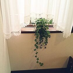 シュガーバイン/観葉植物のある部屋/棚/小窓/小窓ディスプレイ...などのインテリア実例 - 2017-06-07 14:33:02