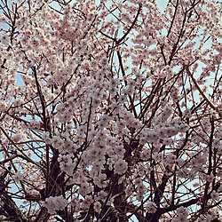 梅の花が咲いてます/心地よい暮らし/植物のある暮らし/玄関/入り口/実家庭のインテリア実例 - 2022-03-13 14:01:02