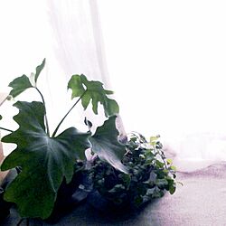 棚/観葉植物のある部屋/観葉植物のインテリア実例 - 2015-06-28 12:56:16