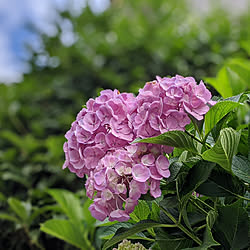 玄関/入り口/北欧インテリア/花のある生活/北欧好き/庭の花...などのインテリア実例 - 2020-06-12 09:46:04