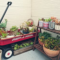 玄関/入り口/二世帯住宅/二世帯住宅の二階/多肉植物/多肉寄せ植え...などのインテリア実例 - 2017-06-18 10:06:17