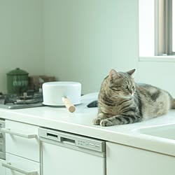 猫/キッチンのインテリア実例 - 2015-10-01 13:36:35