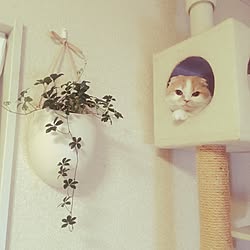 リビング/キャットタワー/観葉植物/シュガーバイン/ねこのいる風景のインテリア実例 - 2016-12-16 02:41:20