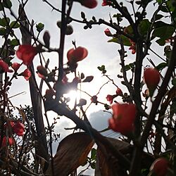 木瓜の花/庭/庭という名のジャングル๑๑๑のインテリア実例 - 2014-01-27 05:46:36