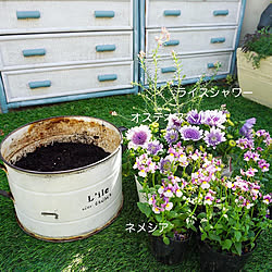 花が好き/オステオスペルマム/ベランダDIY/植物のある暮らし/花の寄せ植え...などのインテリア実例 - 2022-03-12 11:24:19