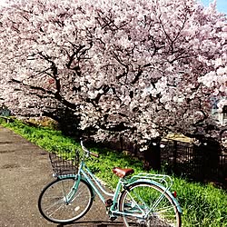 玄関/入り口/桜/自転車のインテリア実例 - 2015-04-06 20:02:42