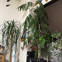 部屋全体/植物/モビールのインテリア実例 - 2015-07-31 12:25:05