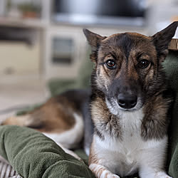 犬と暮らす/我が家の癒し✨/犬のいる暮らし/マンション暮らし/マンション...などのインテリア実例 - 2021-04-04 21:00:23