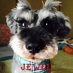 ベッド周り/愛犬JEWELのインテリア実例 - 2015-06-15 20:01:59