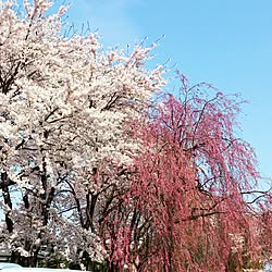 桜/しだれ桜の見頃はまだ/インテリアじゃなくてすみませんのインテリア実例 - 2015-04-19 11:11:05