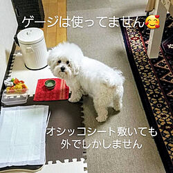 キッチン/Room Clipとの出会いに感謝✳︎/ビションフリーゼ/わんこのいる暮らし/愛犬アンディ♂５才のインテリア実例 - 2021-03-01 23:11:34