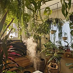 わたしの暮らしアワード/植物のある暮らし/観葉植物のある暮らし/北欧インテリア/北欧ナチュラルインテリア...などのインテリア実例 - 2023-11-28 17:55:27