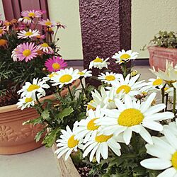 玄関/入り口/植物のインテリア実例 - 2014-05-03 20:56:21