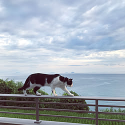 ダッシュ島/ミミコ/ねこのいる日常/ねこと暮らす/ねこ...などのインテリア実例 - 2020-07-23 06:29:06