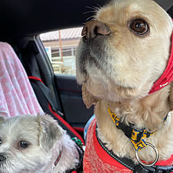 インテリアではなくてごめんなさい/犬達大喜び❤️/車に犬達乗せては禁止とは酷い/常にマイペースな私(￣▽￣)/みんなに感謝❤️...などのインテリア実例 - 2022-03-08 09:35:26