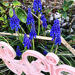 ムスカリは植えっぱなしです/ムスカリの花/100均雑貨/青い花/春の花...などのインテリア実例 - 2021-03-24 17:43:09