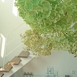 部屋全体/植物/アナベルドライのインテリア実例 - 2016-07-15 14:57:37