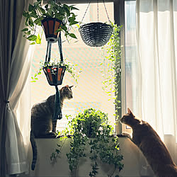 猫のいる日常/観葉植物/リビングのインテリア実例 - 2022-10-16 16:10:58