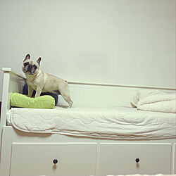 子どもベッド/IKEA/いぬとねこと暮らす/ベッド周りのインテリア実例 - 2020-05-30 11:16:52