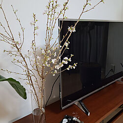 壁/天井/花のある暮らし/桜のインテリア実例 - 2021-03-14 19:22:26