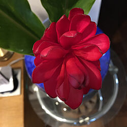 苞の塊の花/元気な色/ハワイに行きたい♡/常夏/青い花瓶に似合う...などのインテリア実例 - 2022-04-25 08:28:32