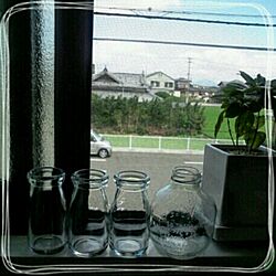 キッチン/ガラスの瓶/観葉植物のインテリア実例 - 2013-07-10 10:19:39