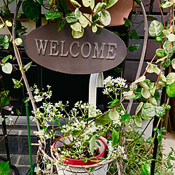 玄関/入り口/玄関の前の植物/花と緑のある暮らし/ガーデニングの花/お花大好き♡...などのインテリア実例 - 2018-10-20 07:52:28